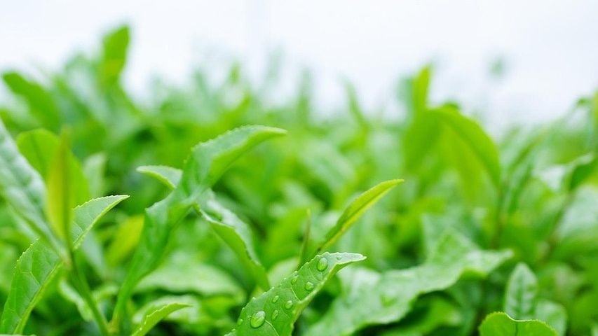 Cover image for "The Science Behind Matcha & Longevity" by Laura Pezza