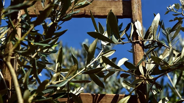 The Longevity Power of Extra Virgin Olive Oil